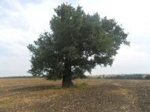 Secular Oak trees of Chernogo village Chernogo